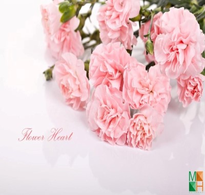  Tranh dán tường Hàn Quốc - hoa phăng FW173